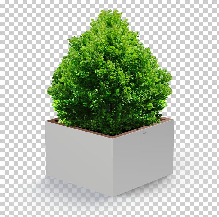 Flowerpot Houseplant Ornamental Plant Tree PNG, Clipart, Clay, Evergreen, Flowerpot, Food Drinks, Glass Free PNG Download