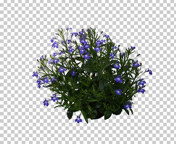 Lavender PNG, Clipart, Bellflower Family, Blue, Flower, Flowering Plant, Lavender Free PNG Download