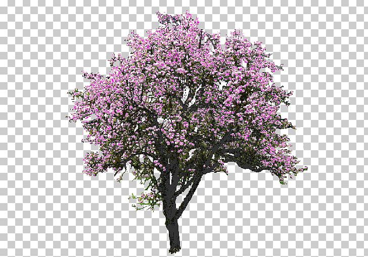 Tree Magnolia Rendering PNG, Clipart, Blossom, Branch, Cherry Blossom, Clip Art, Drawing Free PNG Download