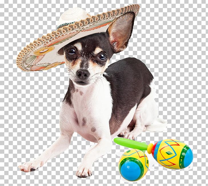 Chihuahua Puppy Kitten Stock Photography Dog Breed PNG, Clipart, Animals, Breed, Carnivoran, Chihuahua, Cinco De Mayo Free PNG Download