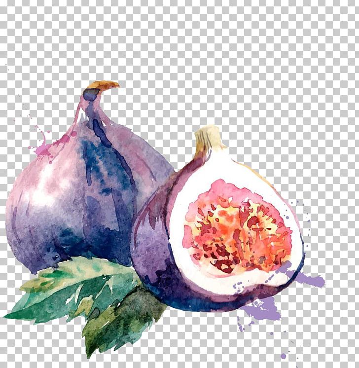 Common Fig Watercolor Painting Drawing Illustration PNG, Clipart, Botany, Fall Leaves, Fig, Flower, Food Free PNG Download