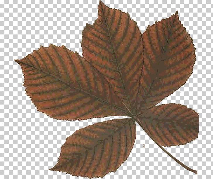 Leaf Photography Raja Ampat Papua PNG, Clipart, Alcyonacea, Autumn, Coral, Education, Indonesia Free PNG Download