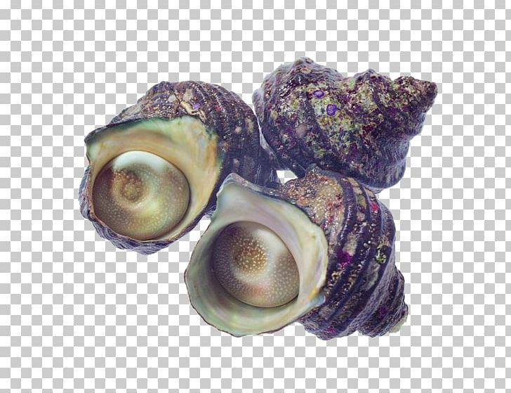 Seafood Oyster Mussel Shellfish PNG, Clipart, Abalone, Clam, Clams Oysters Mussels And Scallops, Conchology, Conch Shell Free PNG Download