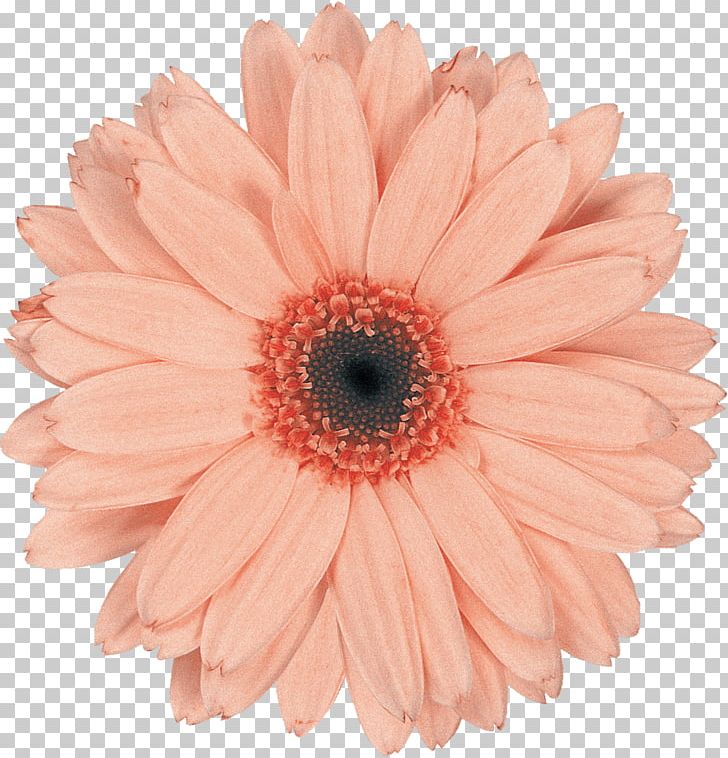 Transvaal Daisy Cut Flowers Daisy Family Common Daisy PNG, Clipart, Chrysanthemum, Chrysanths, Color, Common Daisy, Cut Flowers Free PNG Download
