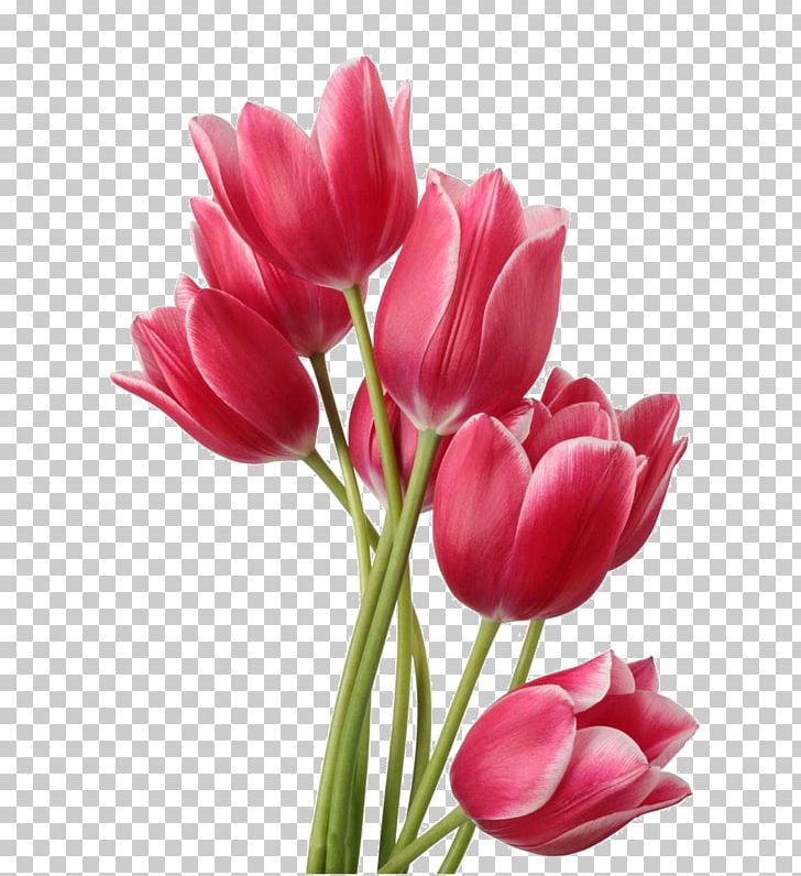 Tulip Flower Bouquet PNG, Clipart, Bud, Clip Art, Cut Flowers, Desktop Wallpaper, Download Free PNG Download