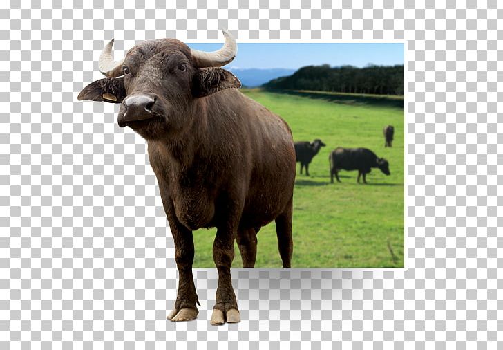 Cattle Water Buffalo Ox Bison Animal PNG, Clipart, African Buffalo, Animal, Animals, Bison, Bull Free PNG Download