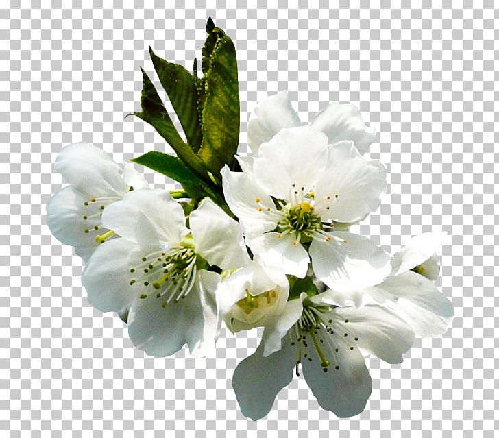 Flower Rose PNG, Clipart, Art, Blossom, Branch, Cherry Blossom, Cut Flowers Free PNG Download