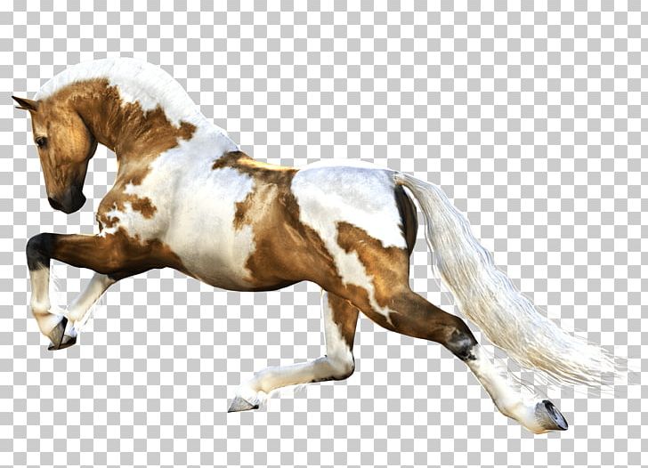 Horse Stallion PNG, Clipart, Animals, Arbol, Bit, Bridle, Catoftheday Free PNG Download