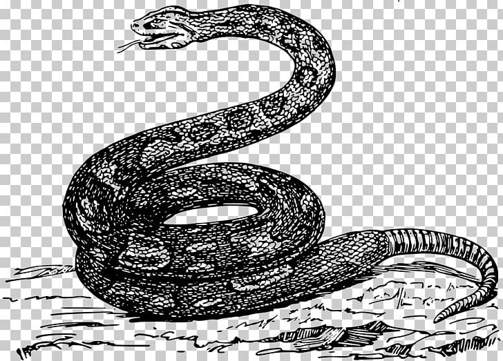 Rattlesnake Ball Python Boa Constrictor Constriction PNG, Clipart, Animal, Animals, Automotive Design, Ball Python, Black And White Free PNG Download