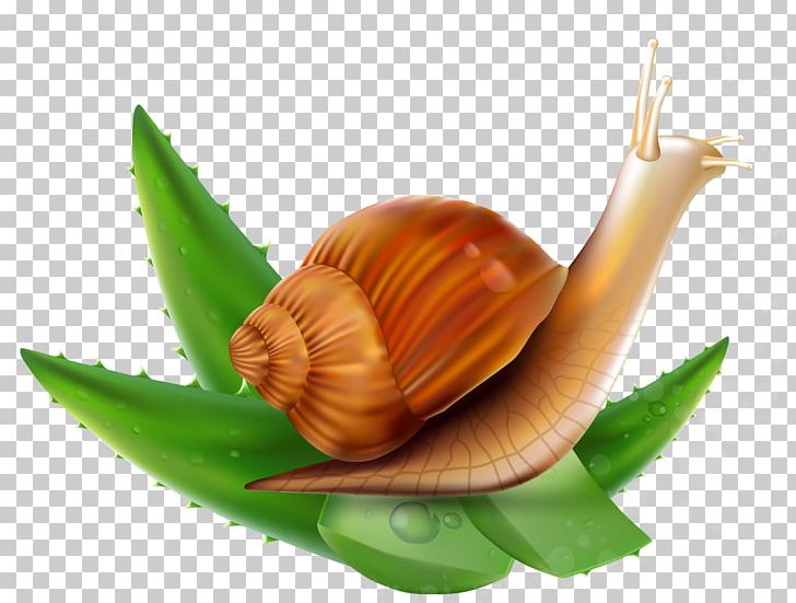 Snail Orthogastropoda PNG, Clipart, Adobe Illustrator, Aloe Vector, Aloe Vera, Aloe Vera Pulp 12 0 1, Cdr Free PNG Download