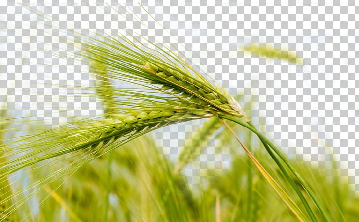 Wheat Theme Nature PNG, Clipart, 1080p, Background, Background Green, Barley, Cereal Free PNG Download