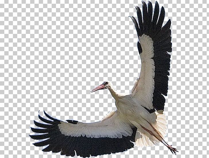 White Stork Bird Flamingos Pelican Конспект урока PNG, Clipart, 22 June, Animals, Beak, Bird, Ciconiiformes Free PNG Download