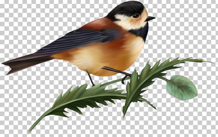 Bird PNG, Clipart, 3d Computer Graphics, Animals, Beak, Bird, Chickadee Free PNG Download