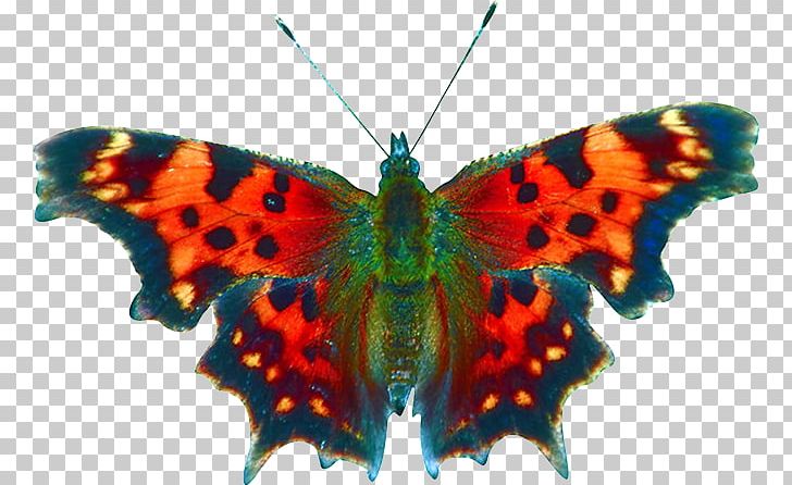 Butterfly Book Moth Insect Printing PNG, Clipart, Adhesive, Arthropod, Blurb, Book, Brush Footed Butterfly Free PNG Download