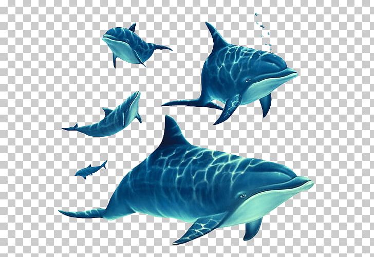 Spinner Dolphin Common Bottlenose Dolphin Short-beaked Common Dolphin Rough-toothed Dolphin Tucuxi PNG, Clipart, Bottlenose Dolphin, Electric Blue, Fauna, Mammal, Marine Biology Free PNG Download