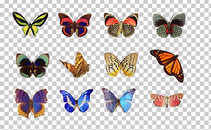 Butterfly Row SQL PNG, Clipart, Blue Butterfly, Brush Footed Butterfly, Butterflies, Butterfly, Butterfly Free PNG Download