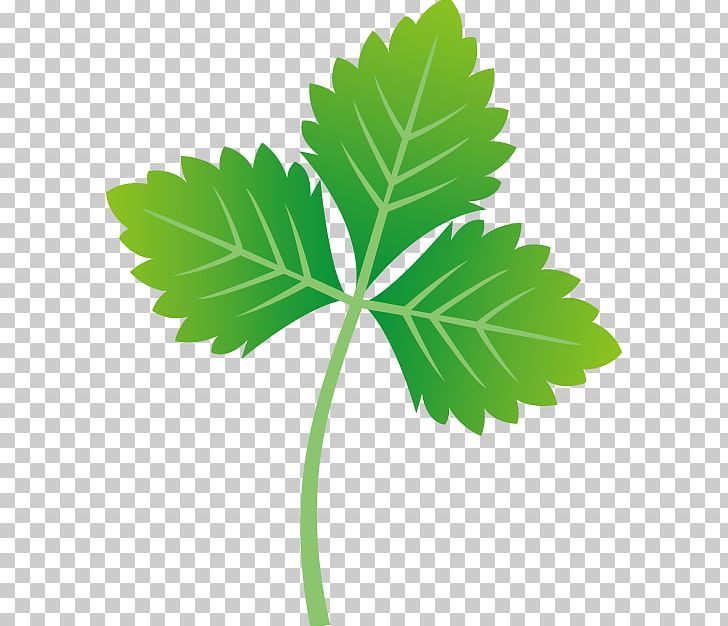 Cryptotaenia Japonica Leaf Parsley Vegetable PNG, Clipart, Amber, Ashitaba, Cat, Download, Ham Free PNG Download