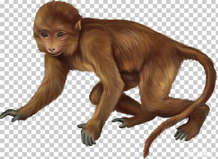 Macaque Primate Baby Monkeys PNG, Clipart, Animal, Animals, Cercopithecidae, Emperor Tamarin, Fauna Free PNG Download