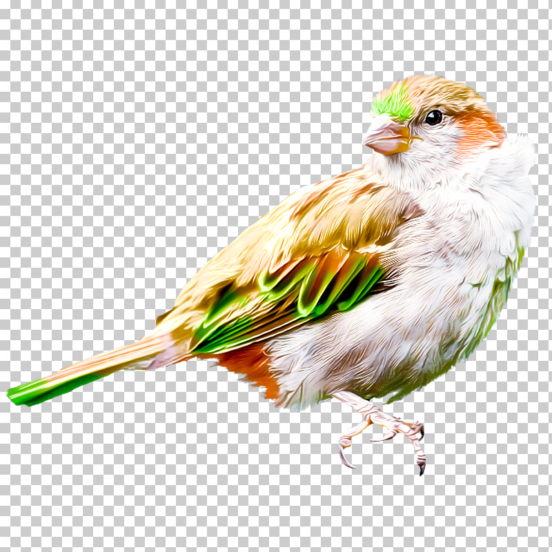 Feather PNG, Clipart, Beak, Biology, Birds, Feather, Finches Free PNG Download