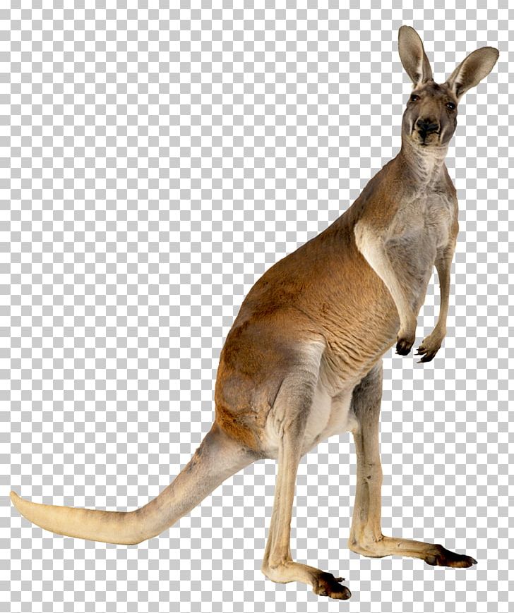 Australia Kangaroo Animal PNG, Clipart, 3d Animation, Animals, Animation,  Anime Character, Anime Eyes Free PNG Download