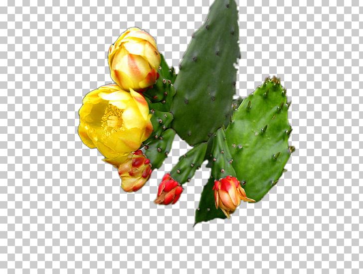 Cactaceae Succulent Plant Google S Flower PNG, Clipart, Bile, Cactaceae, Cactus, Digestion, Download Free PNG Download