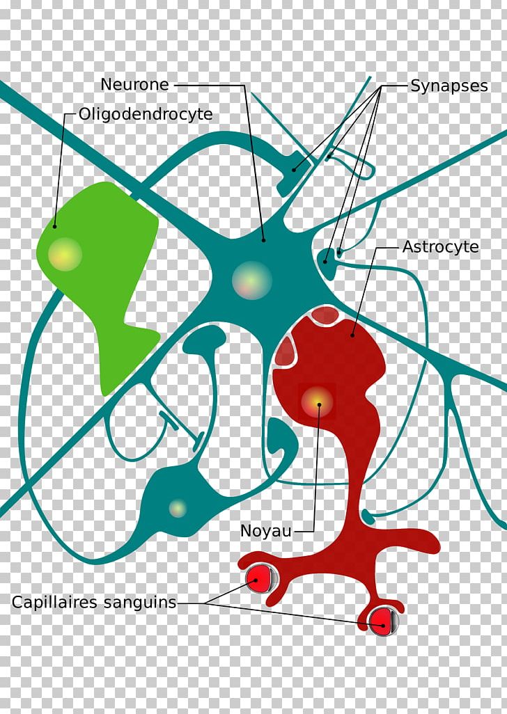 Nervous System Neuroglia Neuron Cell Diagram PNG, Clipart,  Free PNG Download