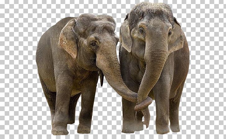 African Elephant Asian Elephant Elephantidae Desktop Tusk PNG, Clipart, Animal, Animaux, Blind Men And An Elephant, Cari, Display Resolution Free PNG Download