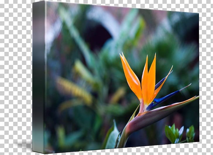 Close-up Petal Leaf Wildflower PNG, Clipart, Closeup, Flora, Flower, Leaf, Paradise Flowers Free PNG Download
