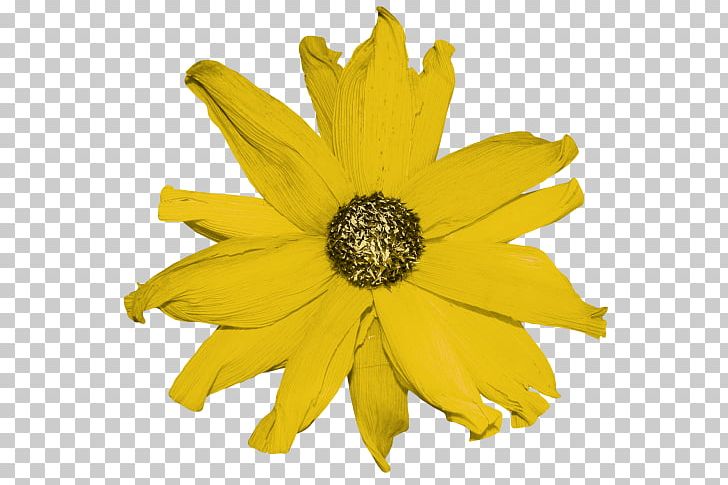 Common Sunflower Petal Cut Flowers Yellow PNG, Clipart, Chrysanthemum, Chrysanths, Color, Common Sunflower, Cut Flowers Free PNG Download