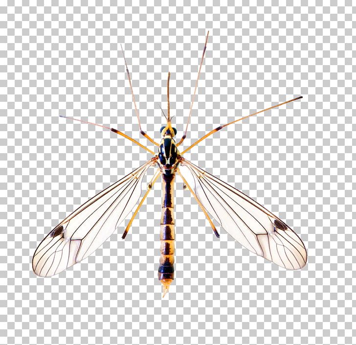 Yellow Fever Mosquito Insect Chikungunya Virus Infection Dengue PNG, Clipart, Arthropod, Chikungunya Virus Infection, Disease, Fly, Gnat Free PNG Download
