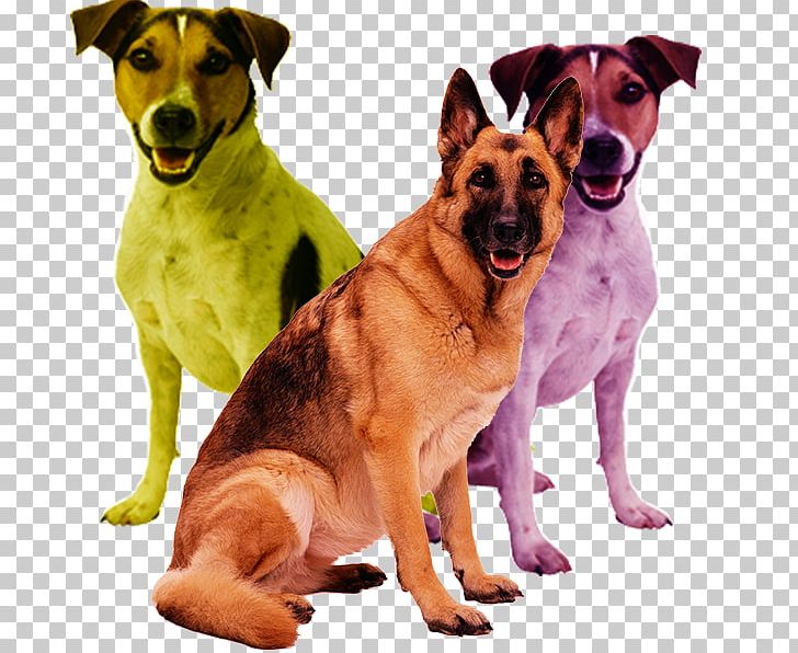 German Shepherd Scottish Terrier Puppy PNG, Clipart, Animal, Animals, Bark, Big, Big Dog Free PNG Download