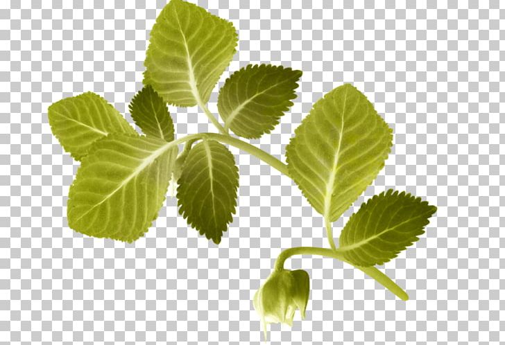 Herbalism Leaf Tree PNG, Clipart, Agac, Cali, Herb, Herbalism, Leaf Free PNG Download