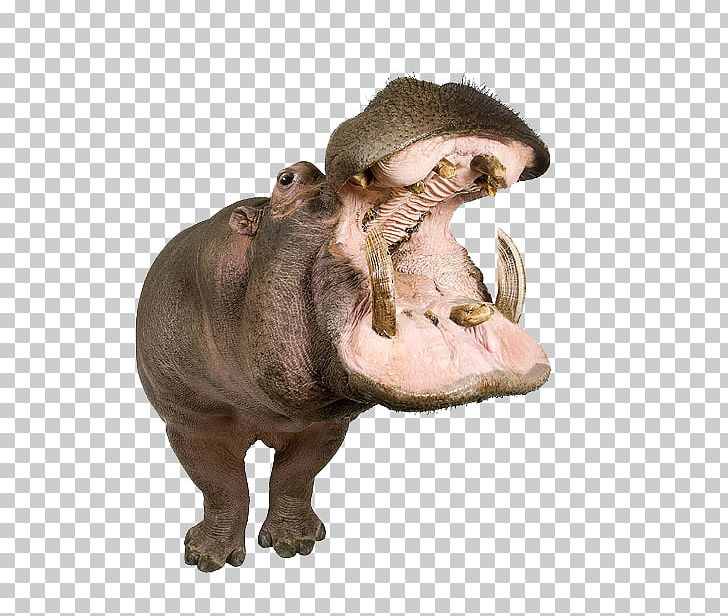 Hippopotamus Animals On White Desktop Photograph PNG, Clipart, Animal Figure, Desktop Wallpaper, Dinosaur, Fauna, Hippopotamus Free PNG Download