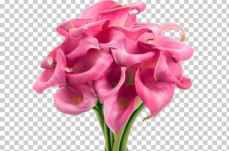 Arum-lily Cut Flowers Pink Callalily PNG, Clipart, Arum Lily, Arumlily, Birth Flower, Callalily, Calla Lily Free PNG Download
