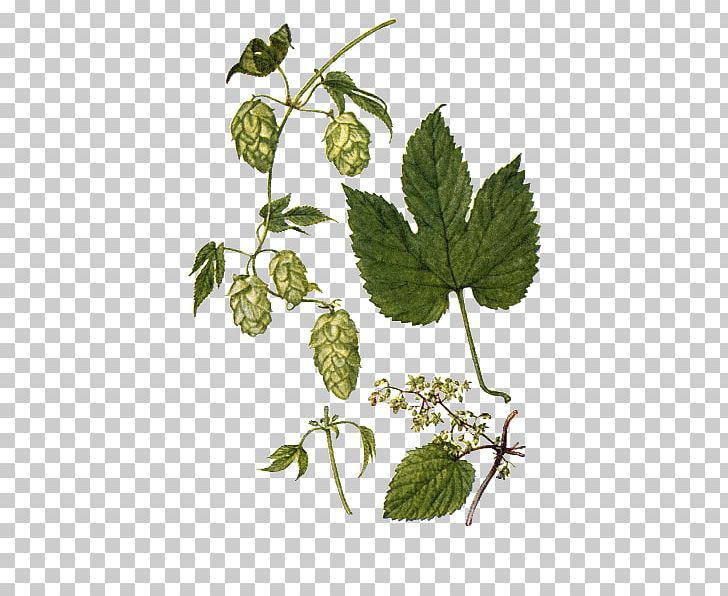 Beer Common Hop Hops Mild Ale Vine PNG, Clipart, Beer, Botany, Branch, Common Hop, Conifer Cone Free PNG Download