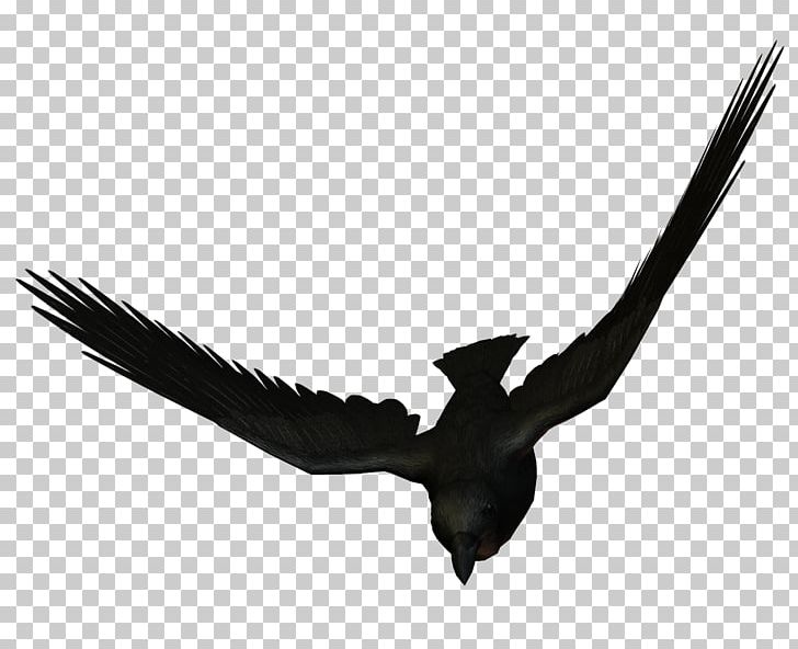 Bird Flight Large-billed Crow Carrion Crow Flying Animals PNG, Clipart, Animal, Animals, Beak, Bird, Bird Of Prey Free PNG Download