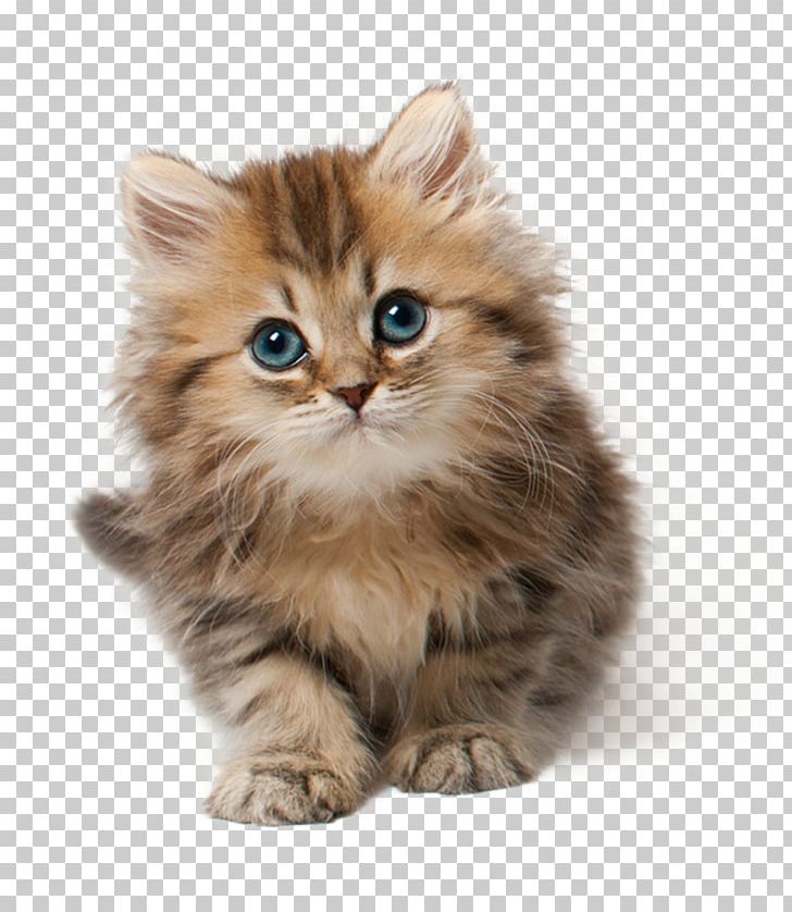 Cats PNG, Clipart, Cats Free PNG Download