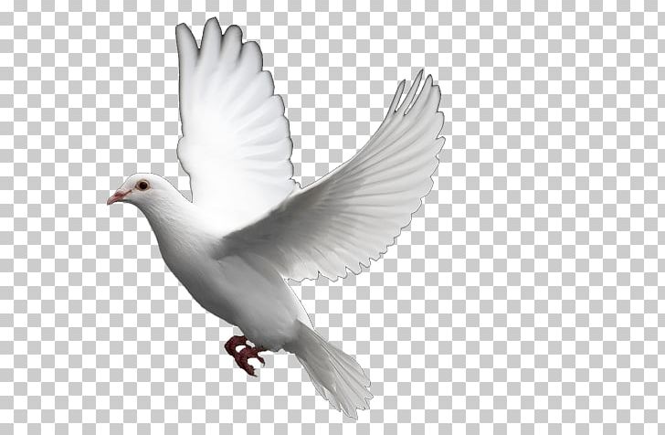 Columbidae Bird Doves As Symbols Domestic Pigeon PNG, Clipart, Animal, Beak, Bird, Columbidae, Common Wood Pigeon Free PNG Download