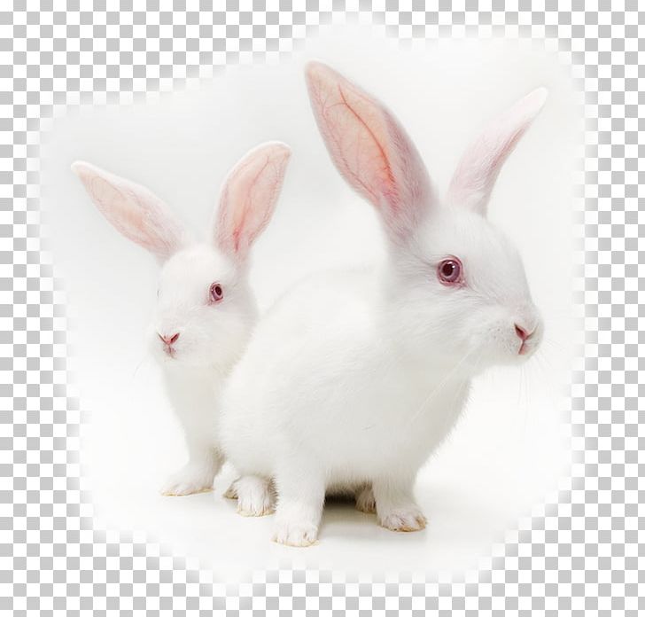 Cruelty-free Animal Testing Stock Photography Testing Cosmetics On Animals PNG, Clipart, Anim, Animal, Animals, Crueltyfree, Cruelty To Animals Free PNG Download