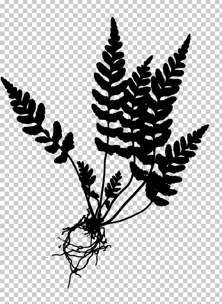 How To Know The Ferns Equisetum Botanical Illustration Drawing PNG, Clipart, Athyrium Filixfemina, Black And White, Botanical Illustration, Botany, Branch Free PNG Download