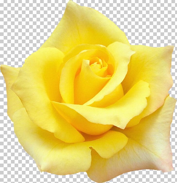Rose Quotation Desktop Yellow PNG, Clipart, Aspect Ratio, Closeup, Cut Flowers, Desktop Wallpaper, Floribunda Free PNG Download