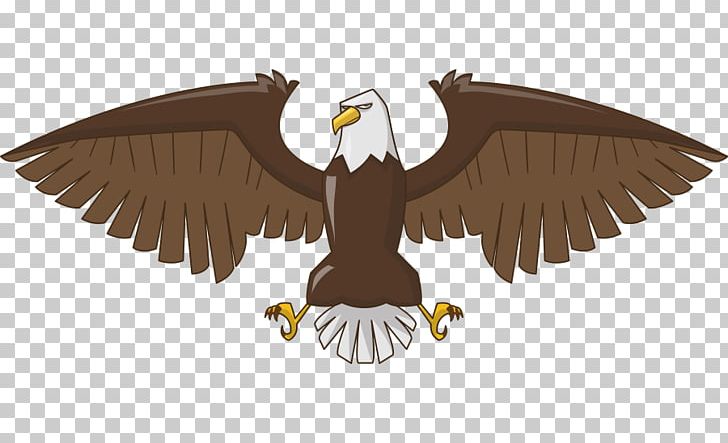 Bald Eagle Timing Belt Clutch PNG, Clipart, Accipitriformes, Animal, Bal, Bird, Carbon Free PNG Download
