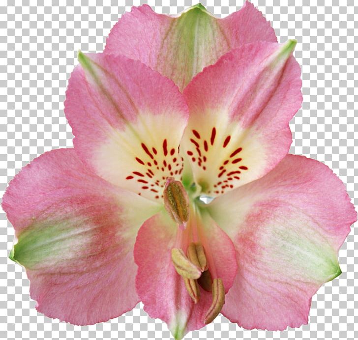 Flower PNG, Clipart, Alstroemeriaceae, Catalogue, Color, Cut Flowers, Daylily Free PNG Download