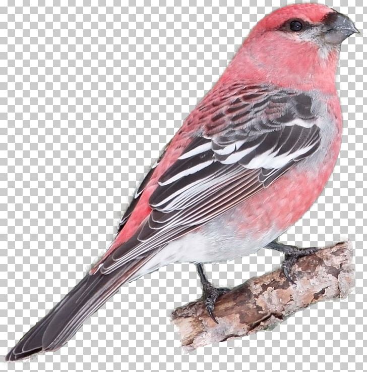 House Finch Bird House Sparrow Cockatiel Tanager PNG, Clipart, American Sparrows, Animals, Beak, Bird, Cardinal Free PNG Download
