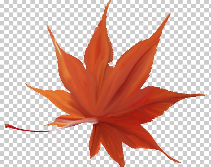 Japanese Maple Autumn Leaf Color Maple Leaf Red Maple PNG, Clipart, Autumn, Autumn Leaf Color, Autumn Leaves, Green, Japanese Maple Free PNG Download