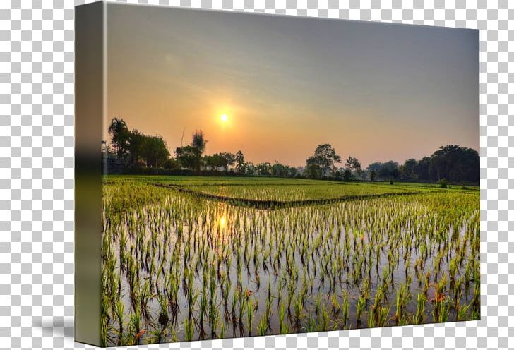 Kind Art Painting Thailand Poster PNG, Clipart, Art, Canvas, Energy, Field, Flower Free PNG Download