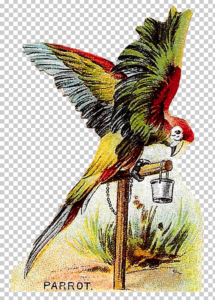 Macaw Bird PNG, Clipart, Animals, Art, Beak, Bird, Cockatoo Free PNG Download
