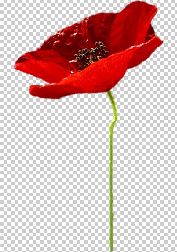 Poppy Flower PNG, Clipart, Common Poppy, Coquelicot, Cut Flowers, Flower, Flowering Plant Free PNG Download