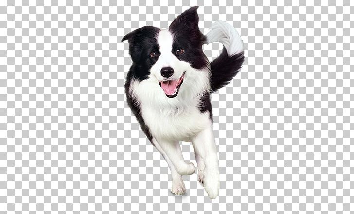 Dogs PNG, Clipart, Dogs Free PNG Download