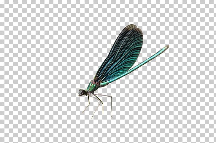Dragonfly Insect PNG, Clipart, Angel Wing, Angel Wings, Arthropod, Butterflies And Moths, Chicken Wings Free PNG Download